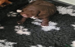 Miniature Poodle dogs for stud: DWKC  merle miniature poodle. Fully health tested  in Walsall - Image 21