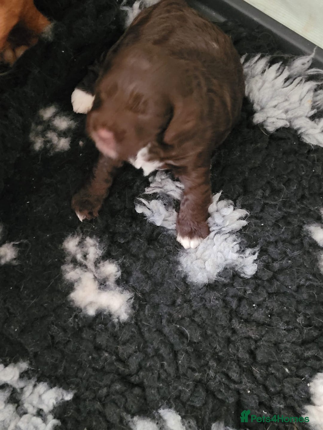 Miniature Poodle dogs for stud: DWKC  merle miniature poodle. Fully health tested  in Walsall - Image 21