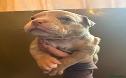 American Bully dogs for sale: ABKC Pocket Bully’s  - Image 10