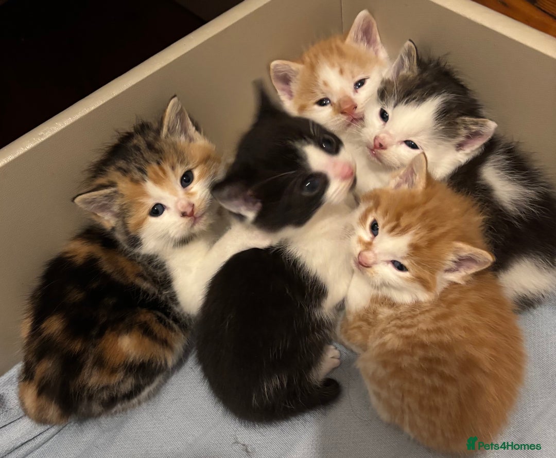 Mixed Breed cats for sale: Kittens Mainecoon cross 4 male 1 female 😻🐈 - Advert 7