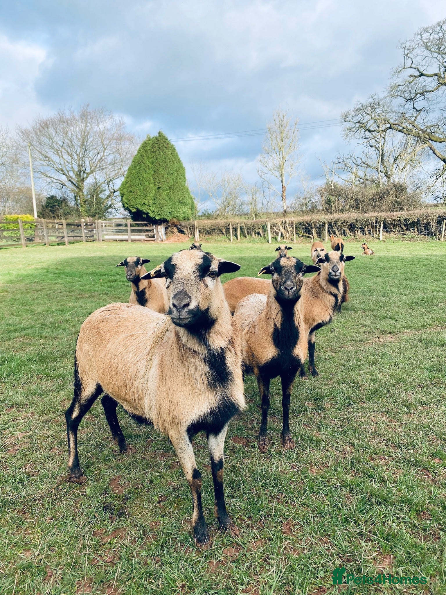 Sheep livestock 🐑 African Cameroon Lambs – Born April 2026 🐑 - Advert 17