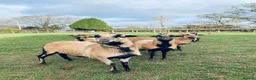 Sheep livestock for sale: 🐑 African Cameroon Lambs – Born April 2026 🐑 in Brecon - Advert 1