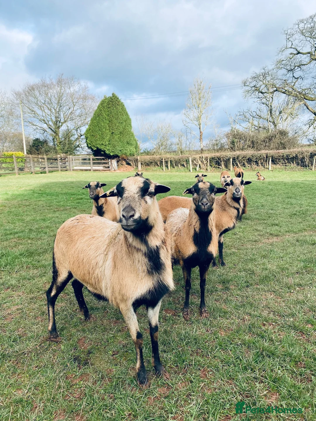 Sheep livestock for sale: 🐑 African Cameroon Lambs – Born April 2026 🐑 in Brecon - Advert 1