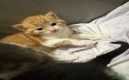 Mixed Breed cats for sale: Litter Of 3 Gorgeous Kittens For Sale please read  - Image 4