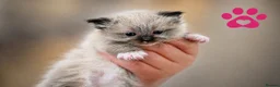 Ragdoll cats for sale: 9 beautiful ragdoll kittens  - Advert 2