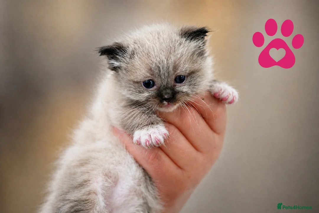 Ragdoll cats for sale: 9 beautiful ragdoll kittens  - Advert 2