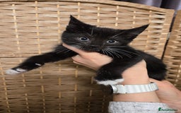 Maine Coon cats for sale: Beautiful Mainecoon kittens  - Advert 3