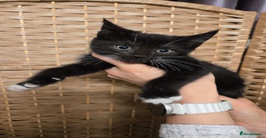 Maine Coon cats Beautiful Mainecoon kittens  - Advert 5