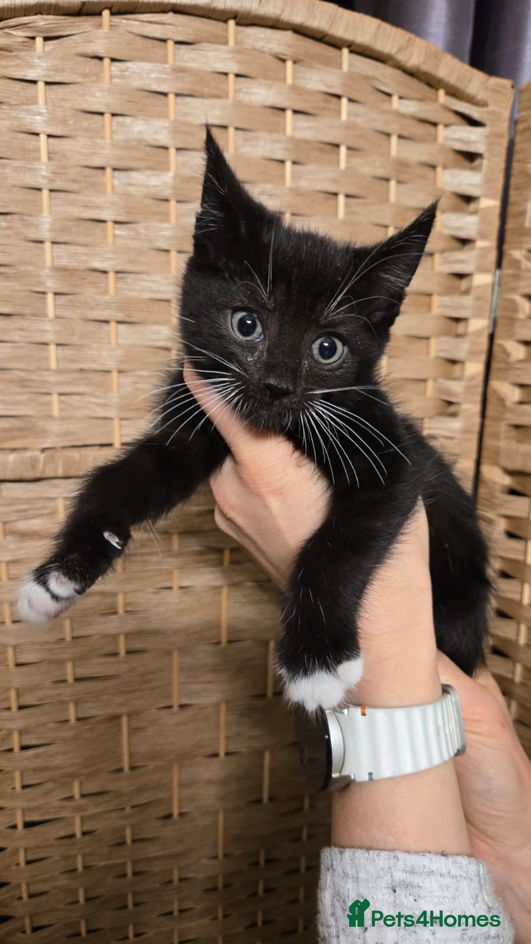 Maine Coon cats for sale: Beautiful Mainecoon kittens  - Advert 3