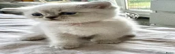 British Shorthair cats for sale: Beautiful Blue-Eyed Kittens  in London - Advert 6