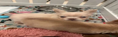 French Bulldog 6