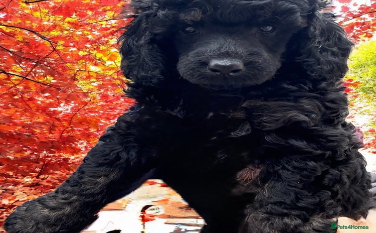Miniature Poodle dogs - Advert 11
