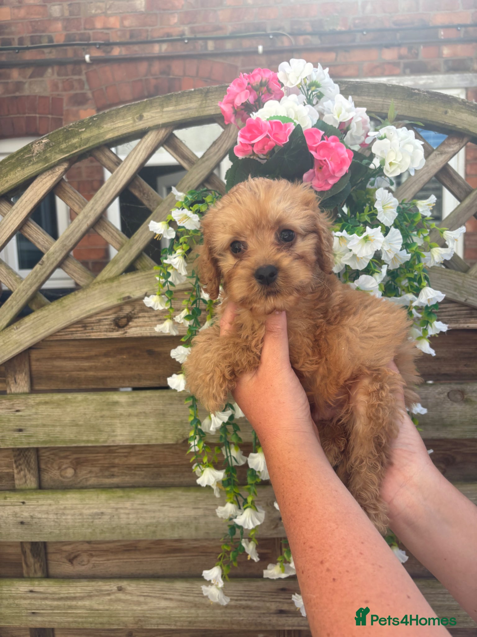 Cockapoo dogs Fully vaccinated ☺️Gorgeous F1 cockapoos 🤍 - Advert 1