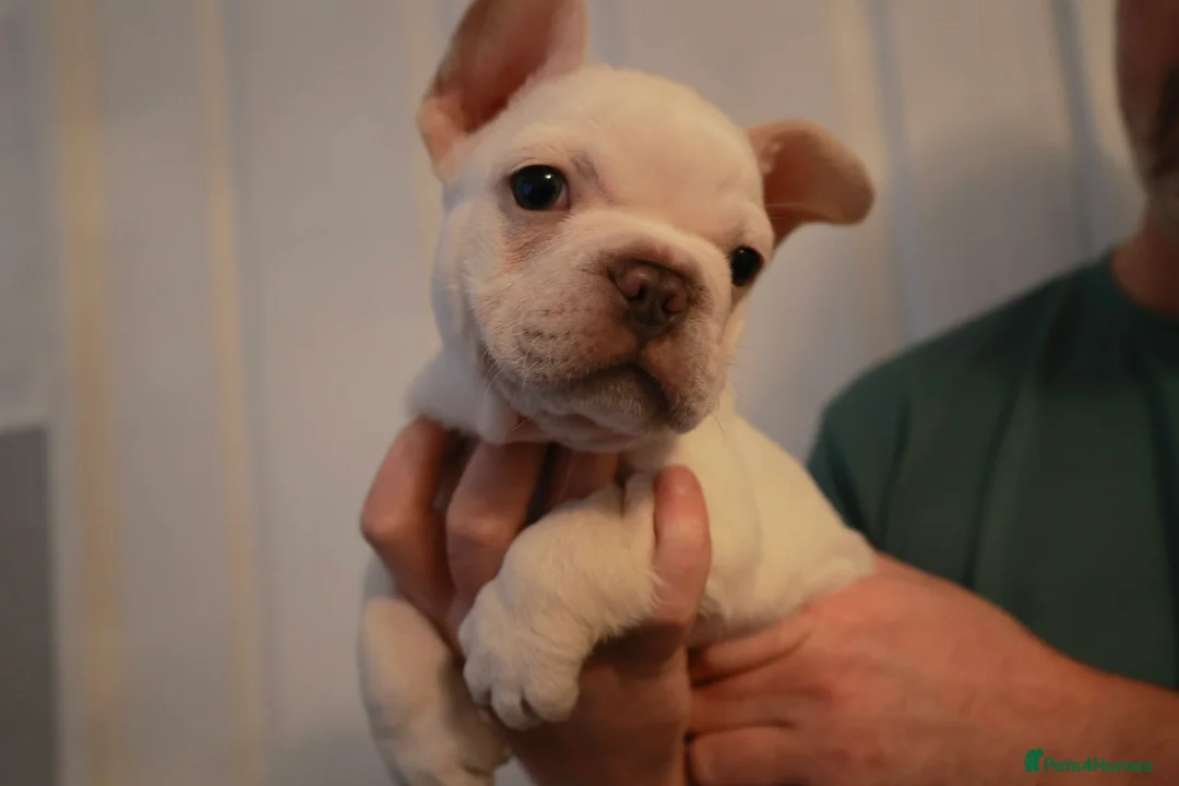 French Bulldog dogs for sale: French bulldog pups  - Advert 5