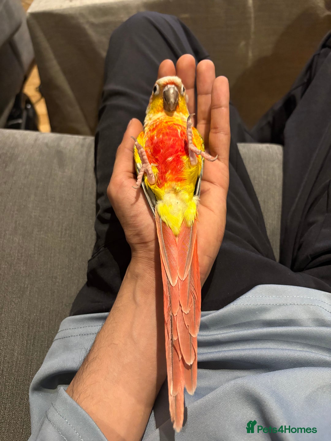 Conures birds for sale: Healthy and Happy Conures - Image 4