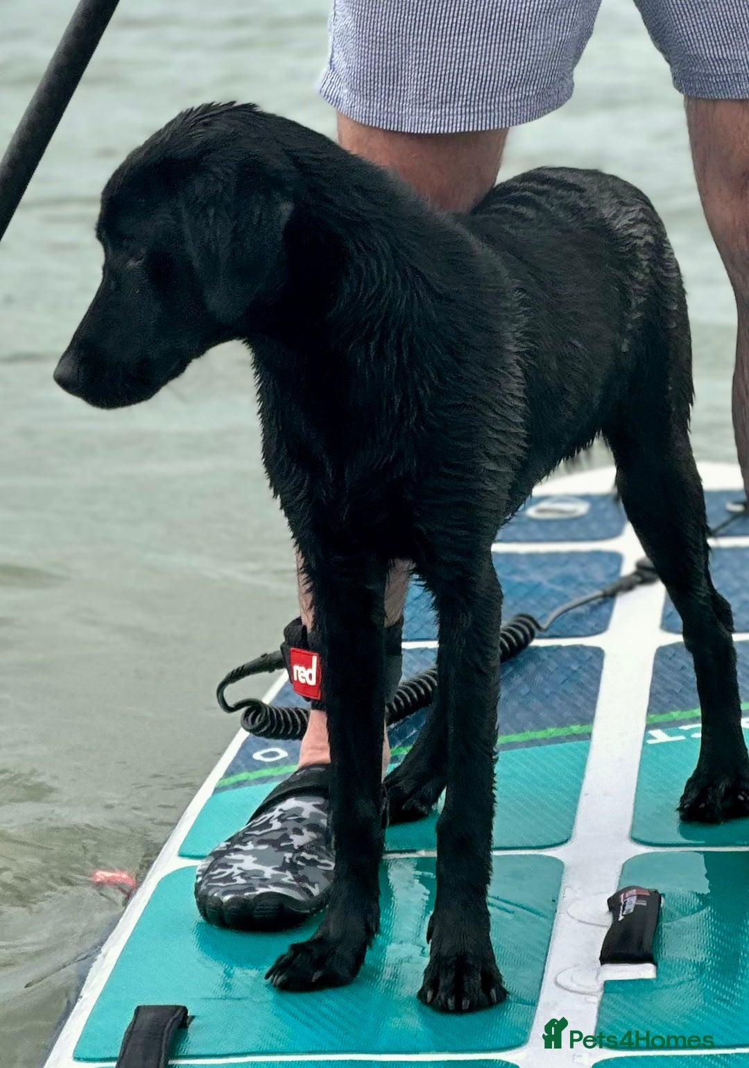 Labrador Retriever dogs for sale: Wonderful black Labrador, health forces sale. - Image 3