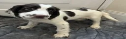 English Springer Spaniel dogs for sale: KC Registered English Springer Spaniels in Derby - Advert 5