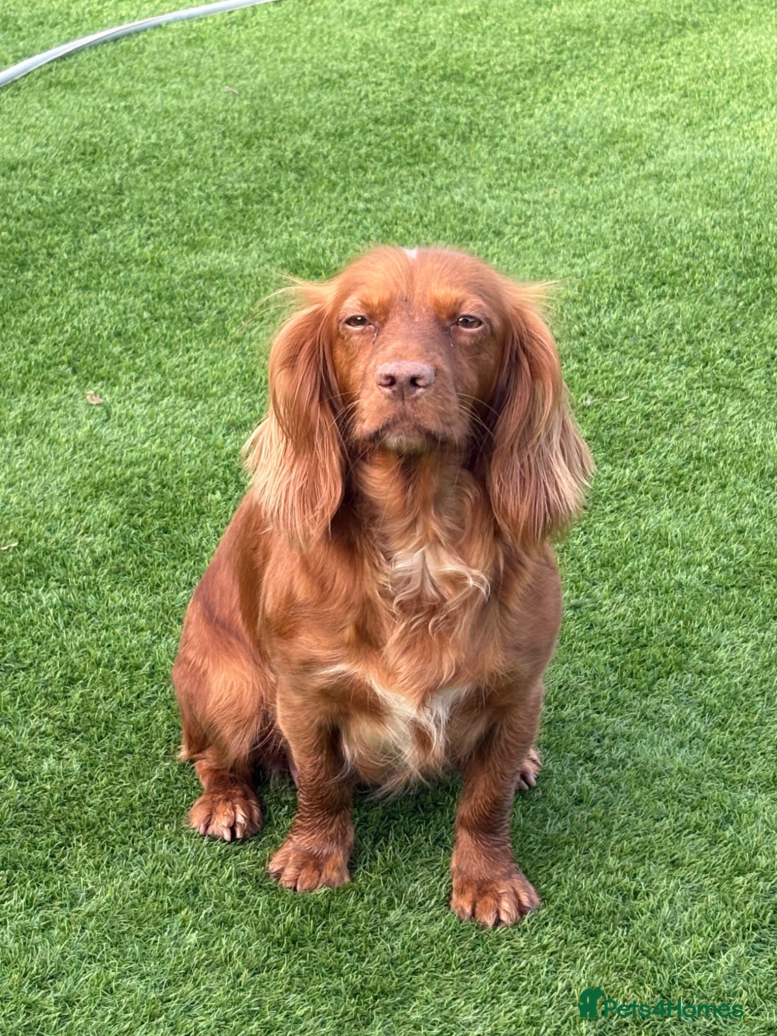 Cocker Spaniel dogs Working cocker spaniels  - Advert 2