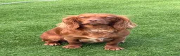 Cocker Spaniel dogs for sale: Working cocker spaniels  - Advert 2