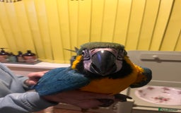 Macaws birds for sale: Baby hand reared macaw - Advert 7