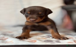 Dobermann dogs for sale: Doberman Puppies For Sale  - Image 23