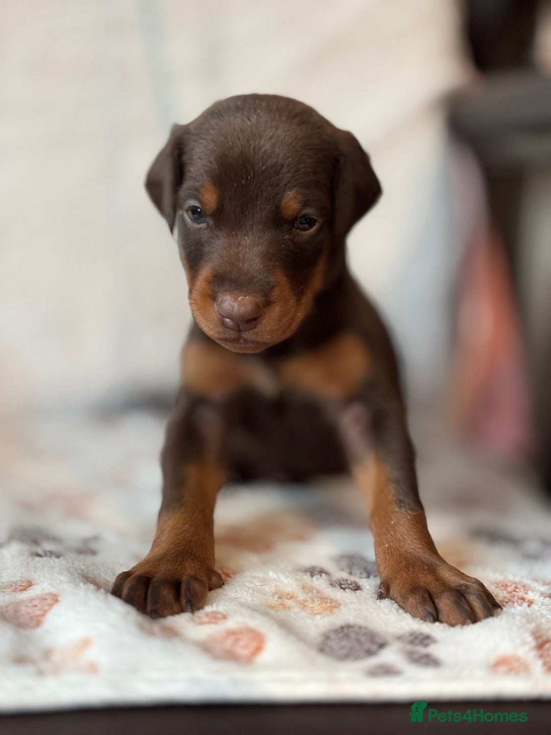 Dobermann dogs for sale: Doberman Puppies For Sale  - Image 23