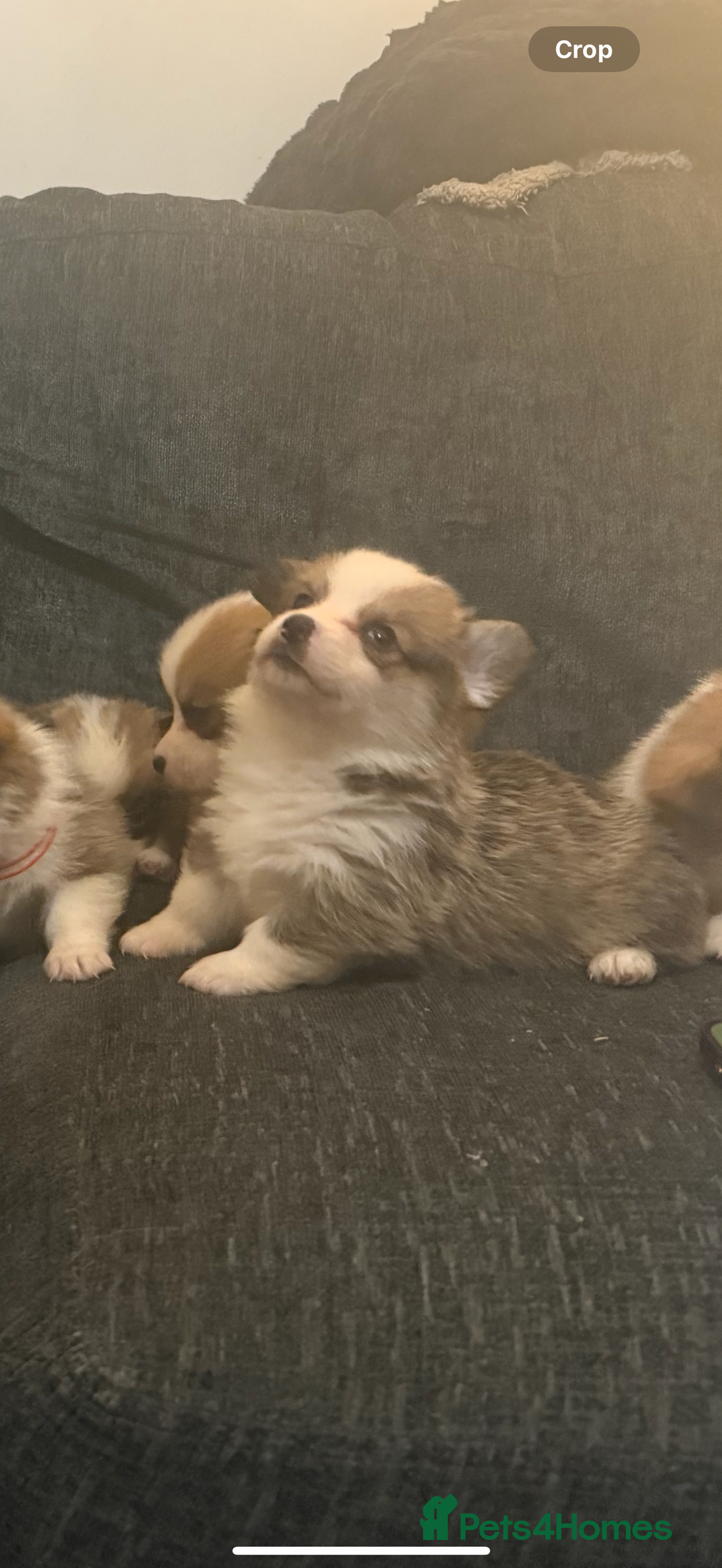 Welsh Corgi Pembroke dogs for sale: Kc reg Pembroke corgi babies available  - Advert 13
