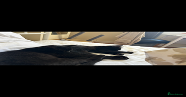 Mixed Breed cats - Advert 4