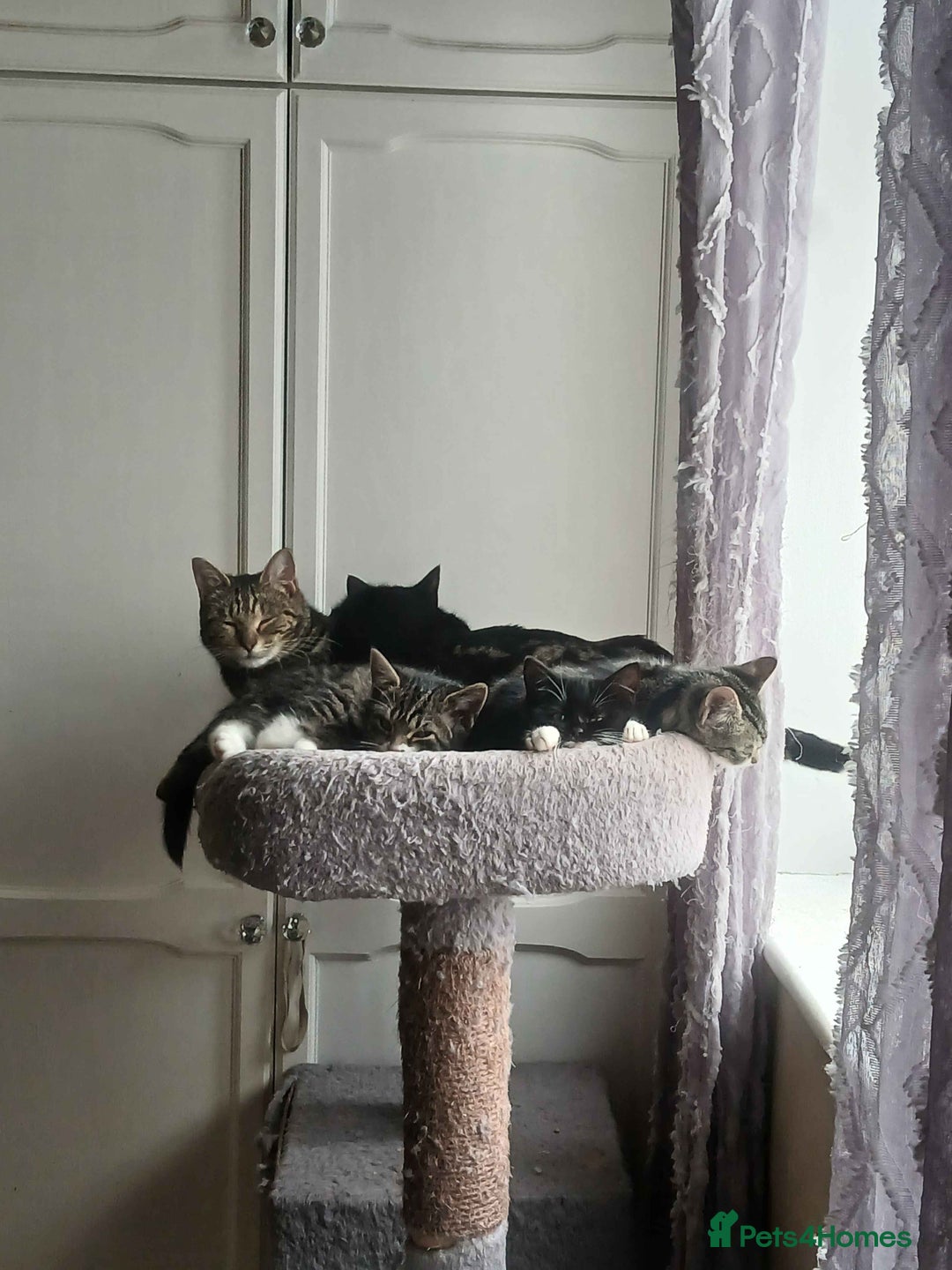 Domestic Shorthair cats for adoption: ADOPTION - Frog  - Advert 5