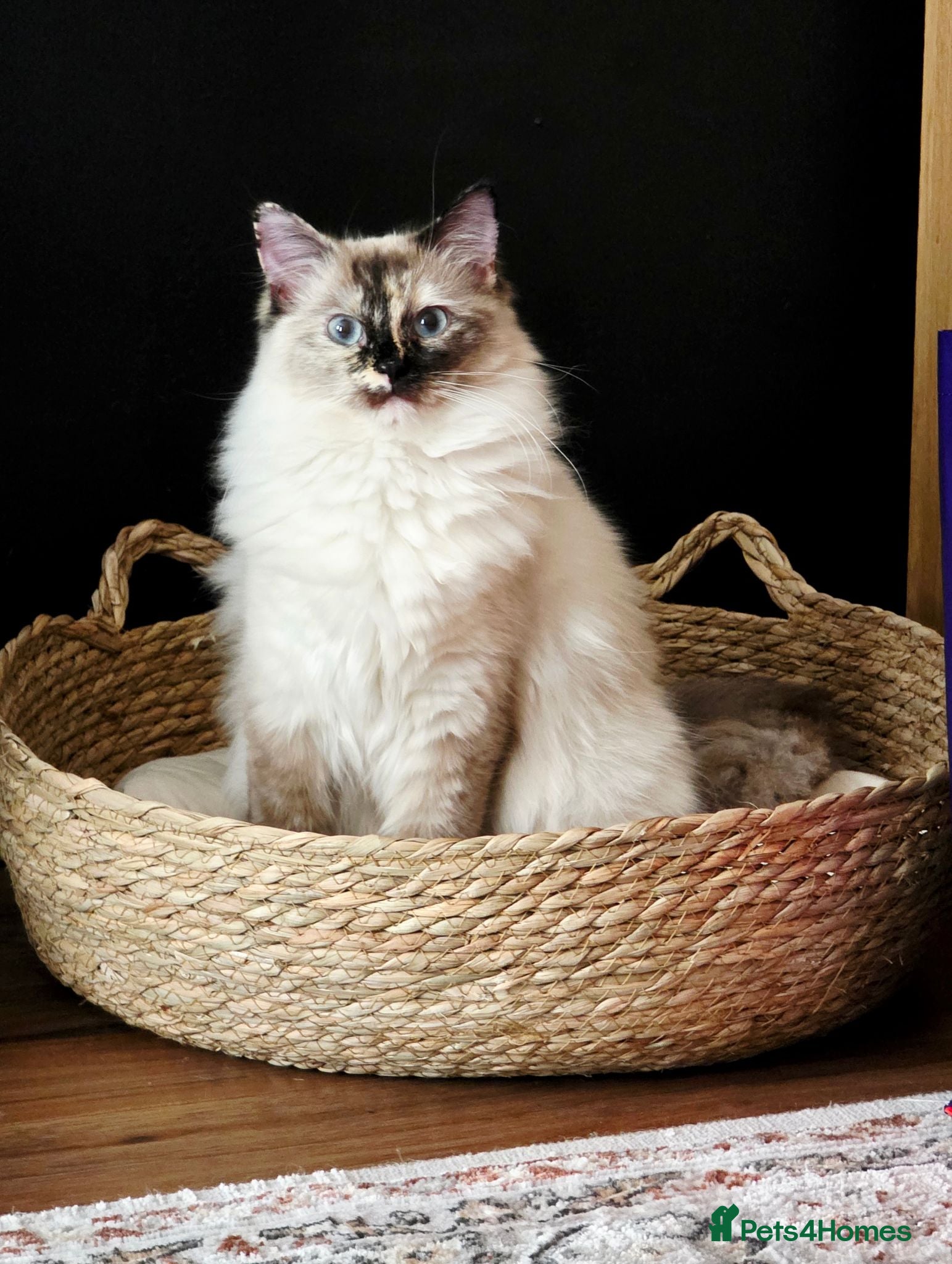 Ragdoll cats Gorgeous Fluffy Ragdoll Kittens - Advert 1