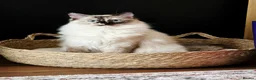 Ragdoll cats for sale: Gorgeous Fluffy Ragdoll Kittens in Birmingham - Advert 1