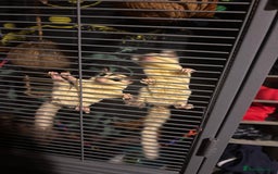 Sugar Glider rodents for sale: Twin sugar gliders - Image 11