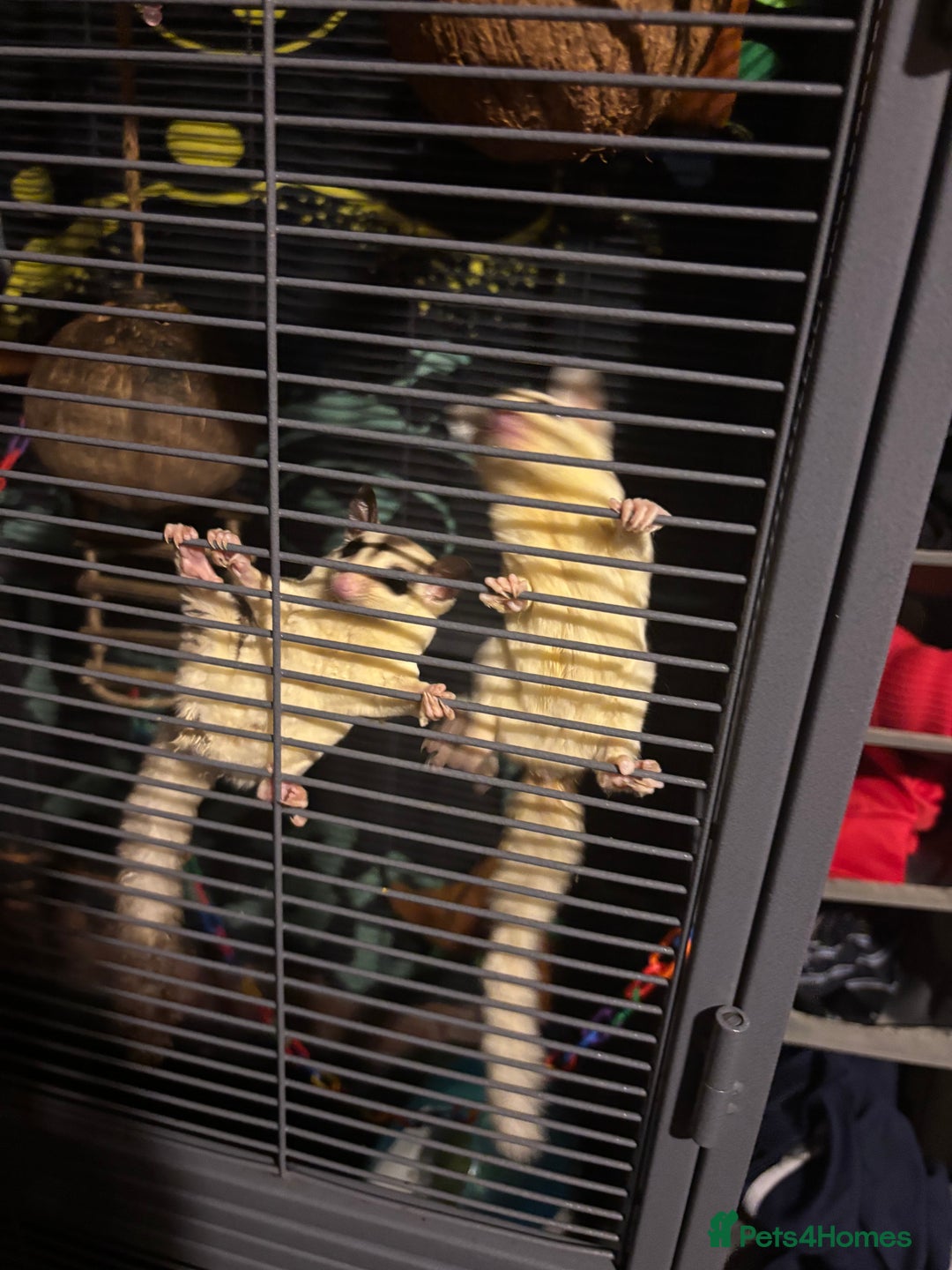 Sugar Glider rodents for sale: Twin sugar gliders - Image 11