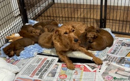 Irish Terrier dogs for sale: Kennel club registered Irish Terrier Puppies - Image 4