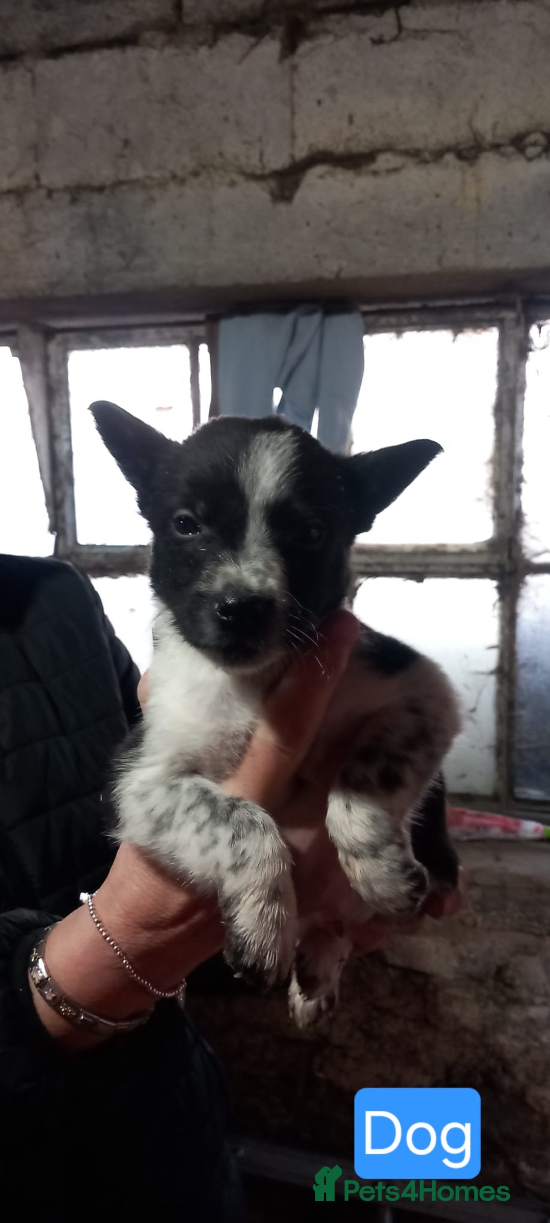 Border Collie dogs for sale: Border Collie Pups - Advert 4