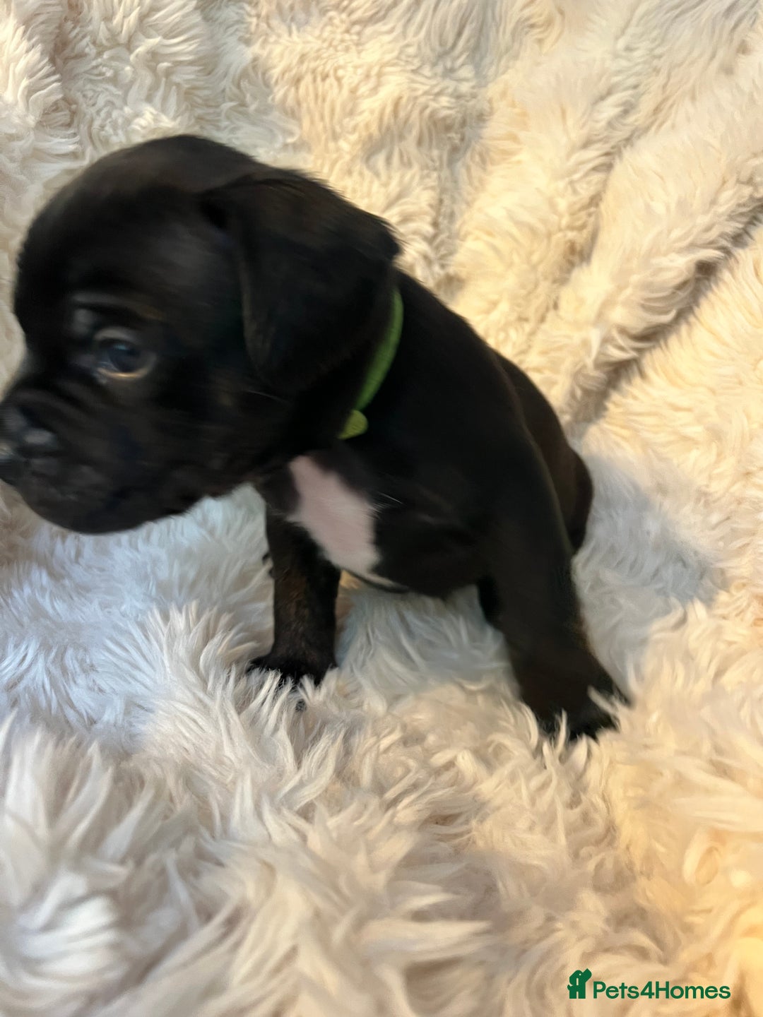 Mixed Breed dogs for sale: 🏡 Staff x American Bulldog Puppies  - Image 29