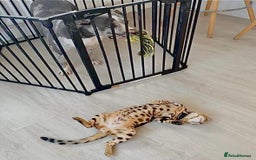 Alapaha Blue Blood Bulldog dogs for sale: Blue Merle with one blue and one green eye Female - Advert 13