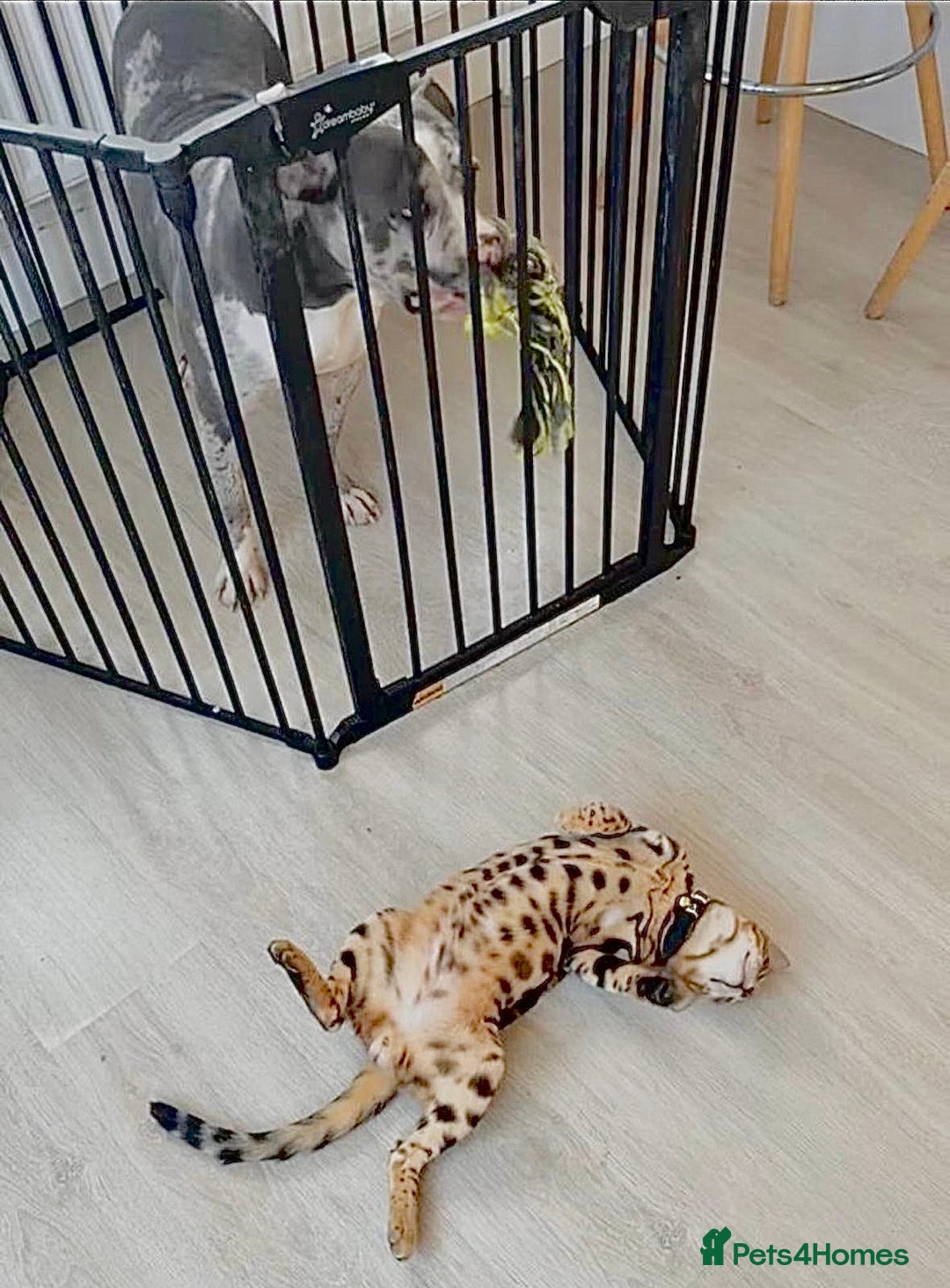 Alapaha Blue Blood Bulldog dogs for sale: Blue Merle with one blue and one green eye Female - Advert 13