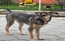 Mixed Breed dogs for adoption: MOCHI – a Superb young Girl for a Loving Home - Advert 33