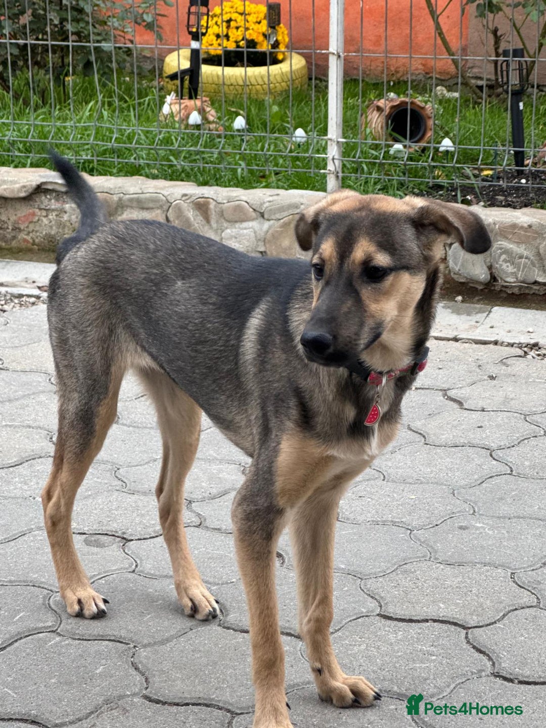 Mixed Breed dogs for adoption: MOCHI – a Superb young Girl for a Loving Home - Advert 33