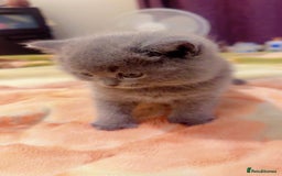 British Shorthair cats for sale: Stunning British Short Hair for Sale - Image 3