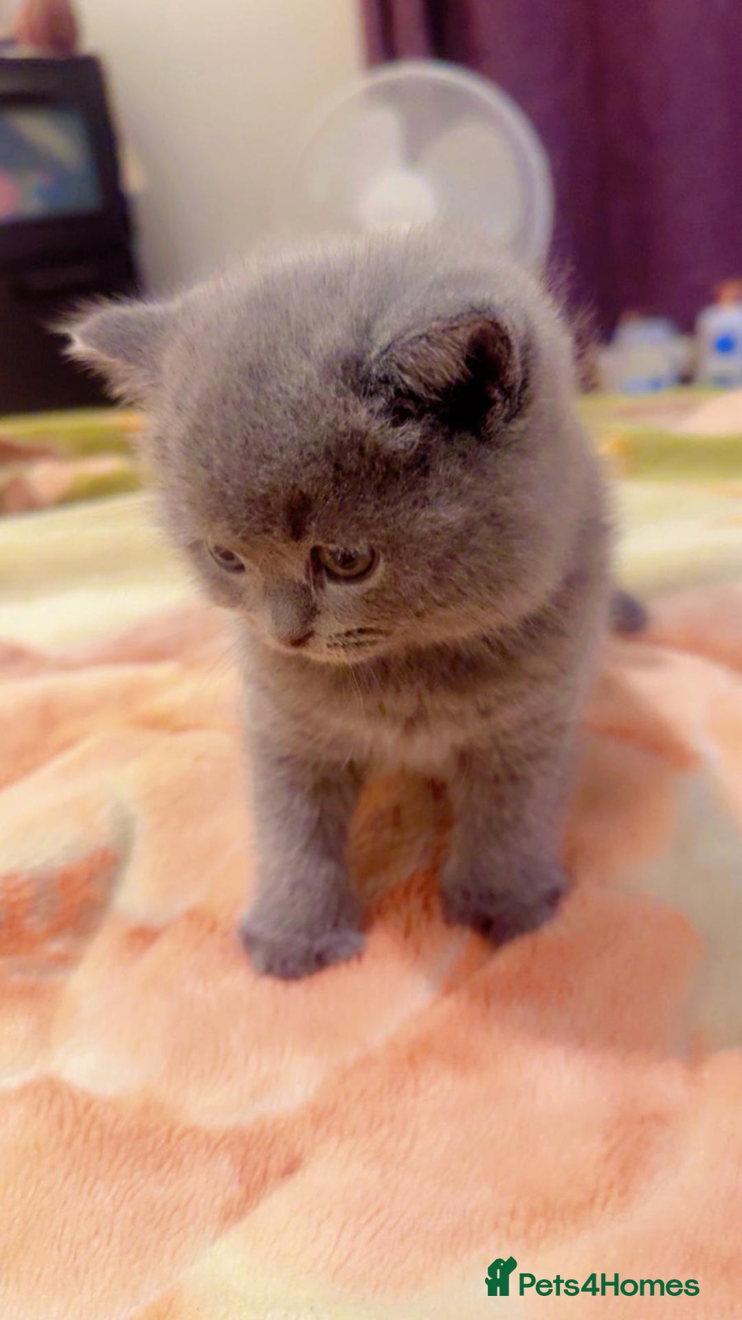 British Shorthair cats for sale: Stunning British Short Hair for Sale - Image 3