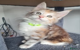 Maine Coon cats for sale: Stunning pedigree Mainecoon Kittens  - Image 14