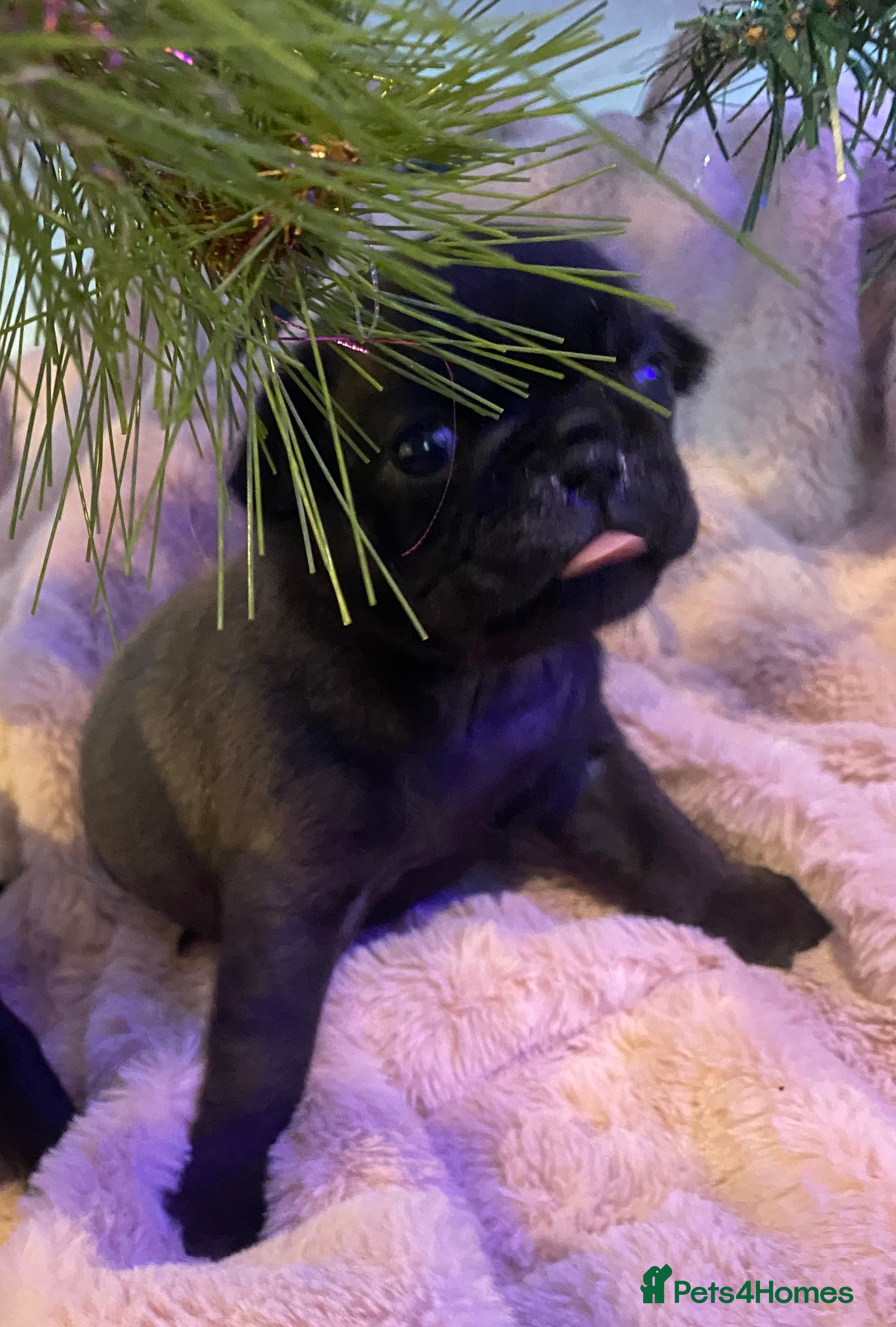 Pug dogs 💓 PUG BABIES 💓 ONLY 2 REMAINING! - Advert 13