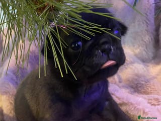 Pug dogs 💓 PUG BABIES 💓 1 REMAINING READY NOW! - Advert 3