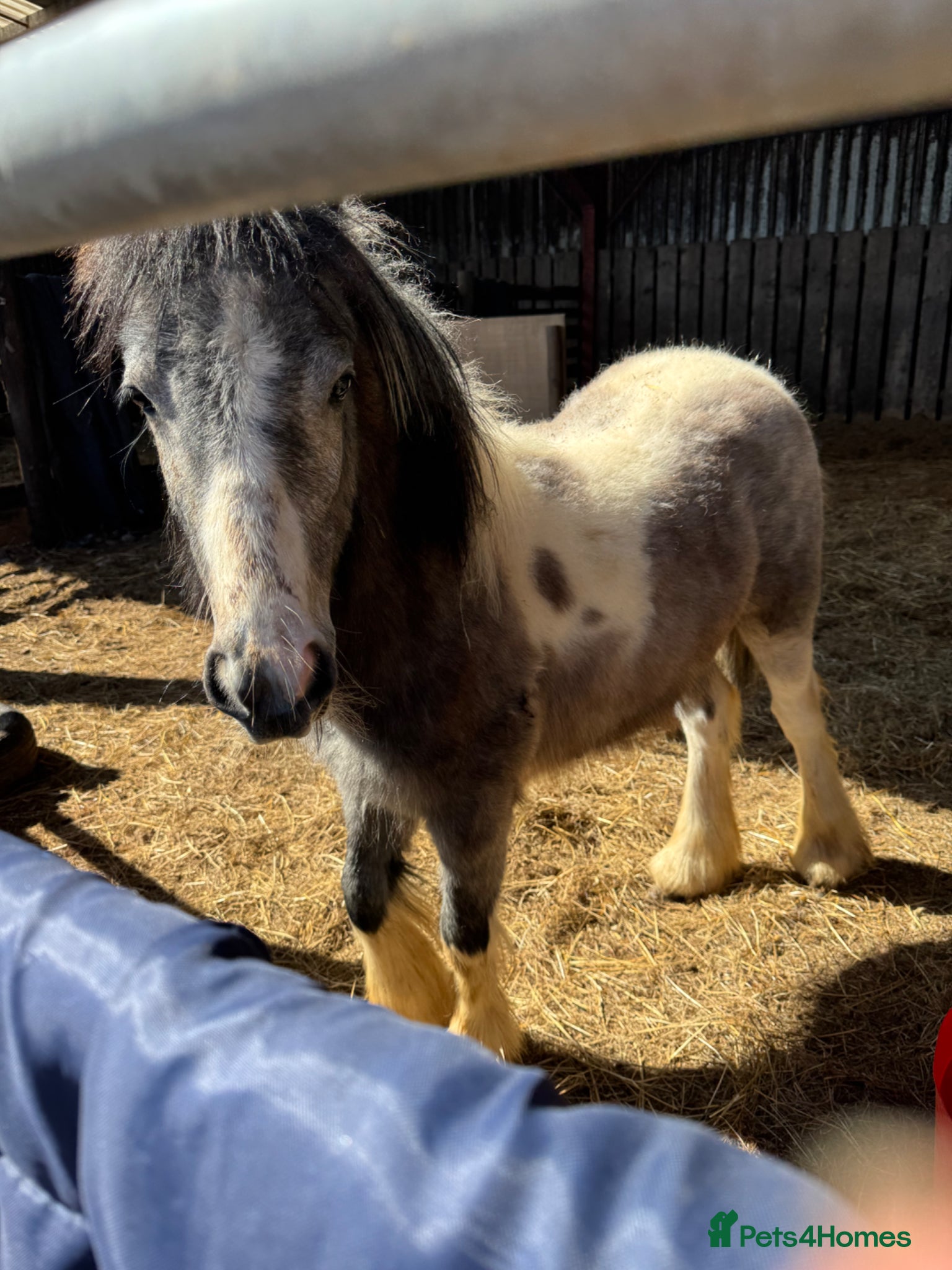 Other Breed horses Filly cob 9mths. Very friendly - Advert 2