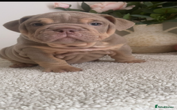 English Bulldog dogs for sale: Top quality English bulldog puppies  - Image 9