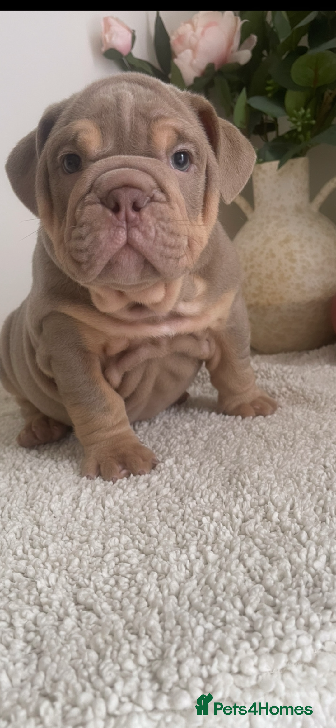 English Bulldog dogs for sale: Top quality English bulldog puppies  - Image 9