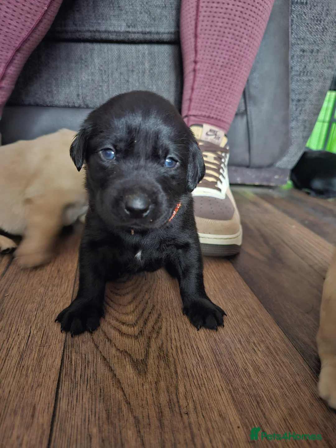 Labrador Retriever dogs for sale: Labradors  - Advert 24