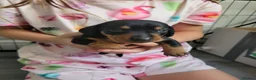Miniature Dachshund dogs for sale: 3 Stunning Black/Tan Mini Dachshund Girls - Advert 3